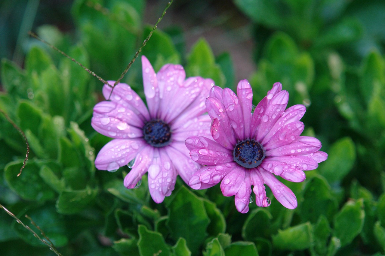 flower, pink, flower wallpaper, morning, beautiful flowers, dew, nature, flower background, timothy the seca